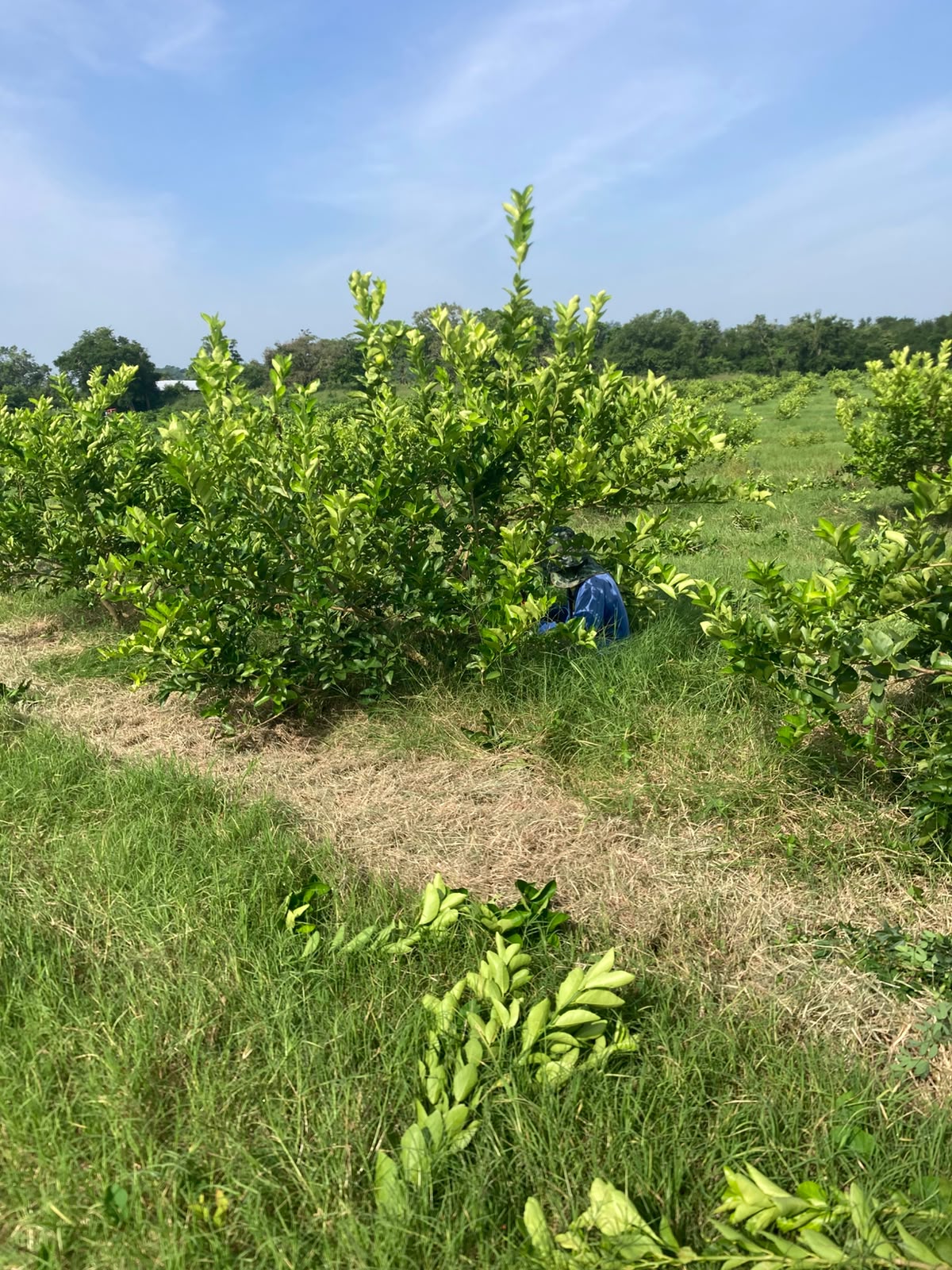Huerta